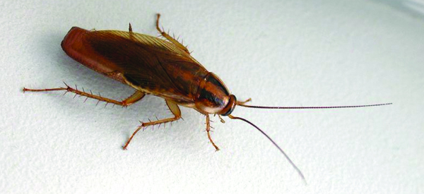 Cockroach Central Coast Pest