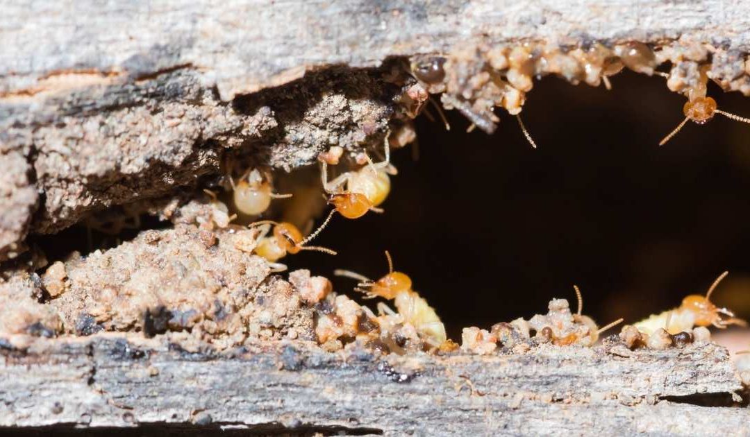 How to Prevent Termite Infestations